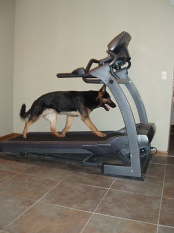 Walking in addition to weightlifting